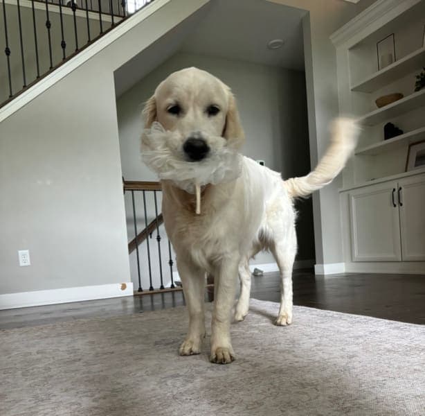 Original photo of Oliver the dog