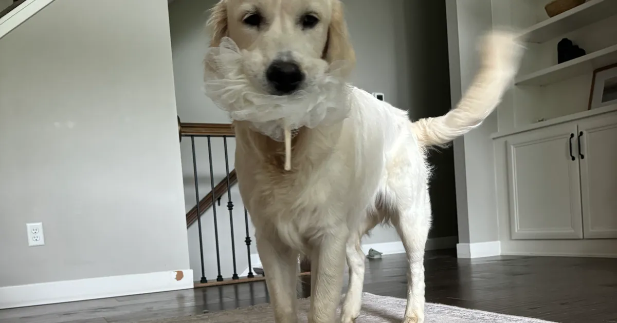 Tucker - English Cream Golden Retriever