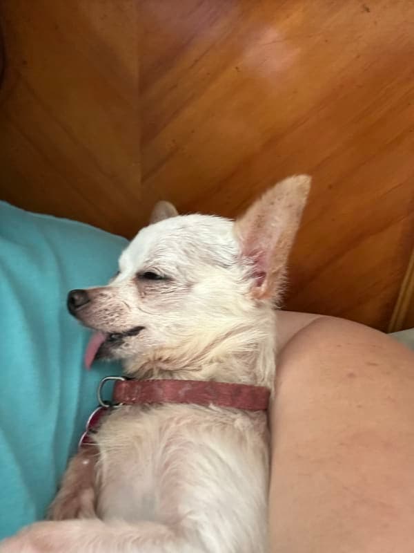Chiquita photo 9