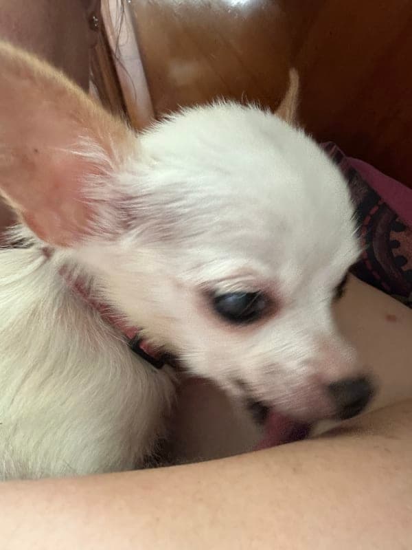 Chiquita photo 10