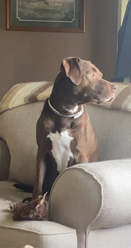 Beau