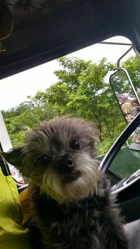 Leoboy photo 4