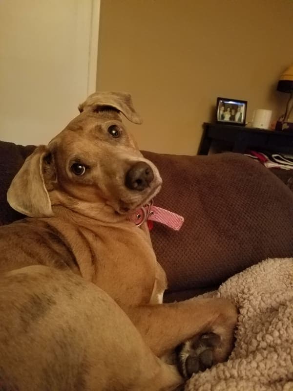 Trixie photo 2