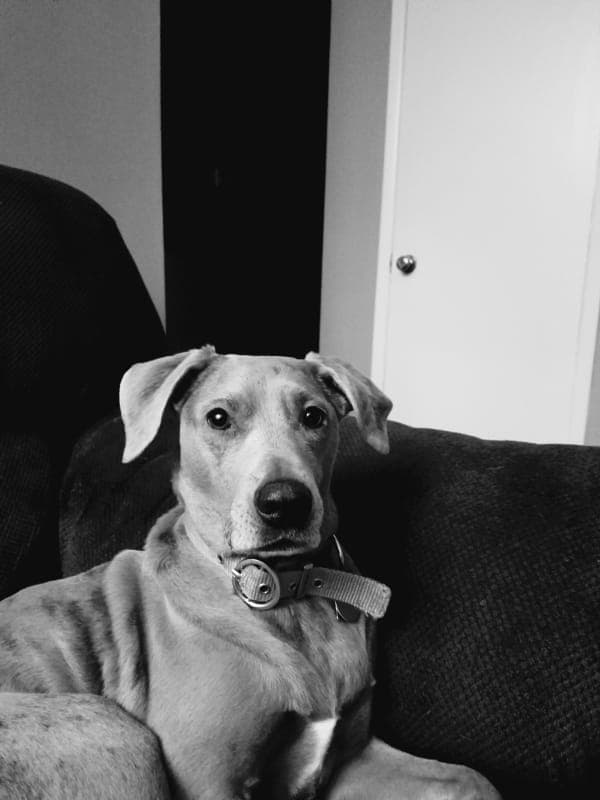 Trixie photo 5