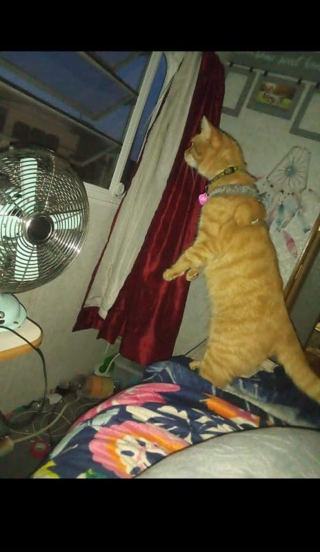 Tigger photo 3