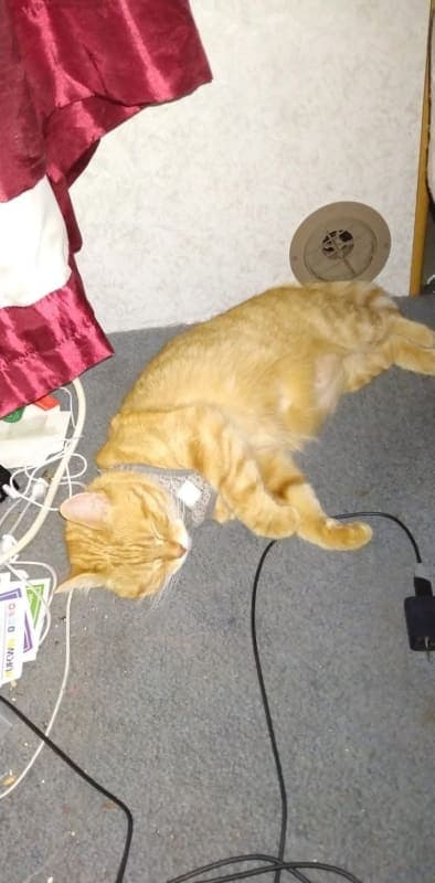 Tigger photo 4