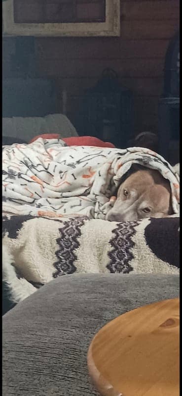 Nanook photo 4