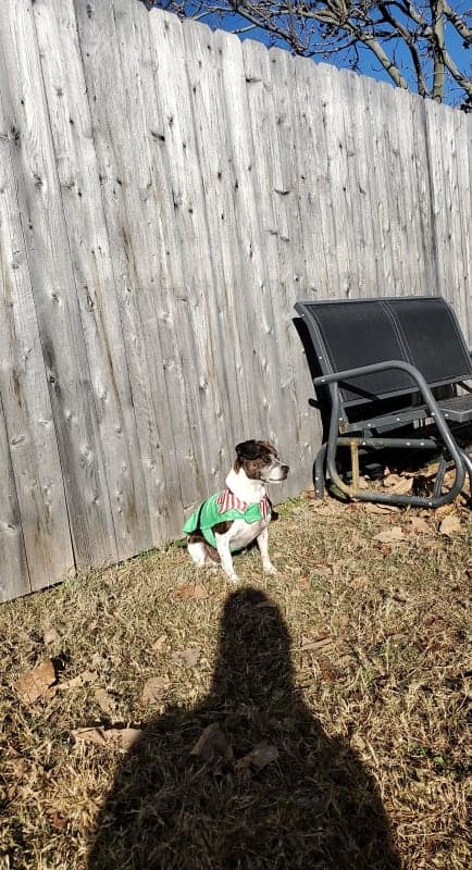 Oliver photo 8