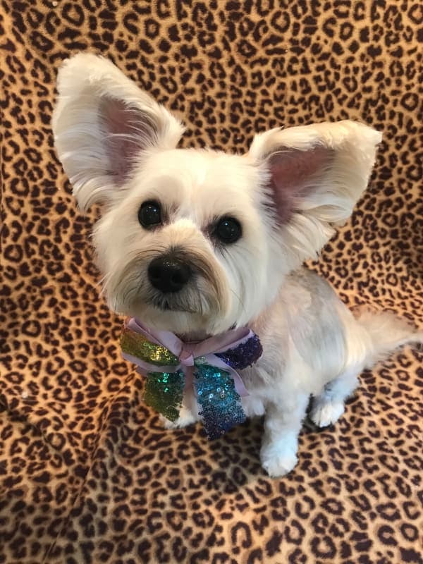 Lila
