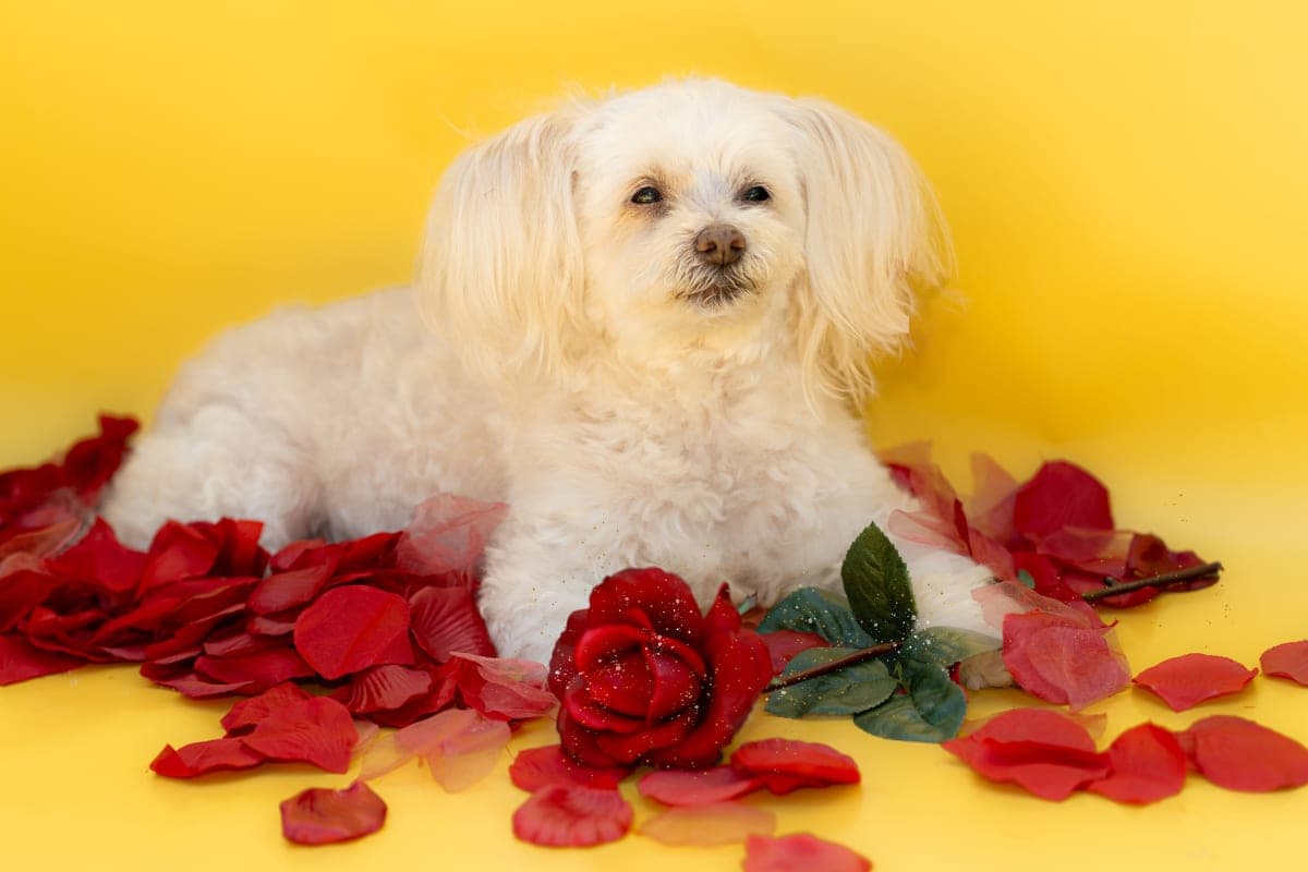 Belle photo 3