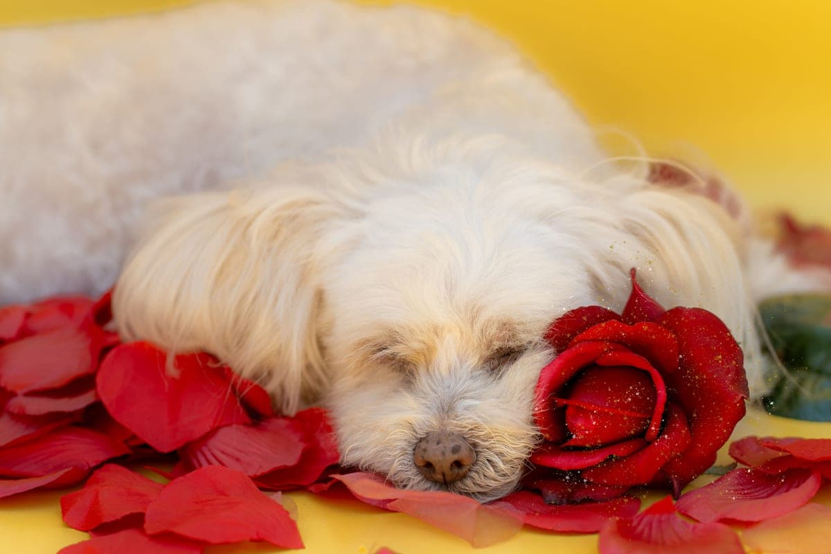 Belle photo 4