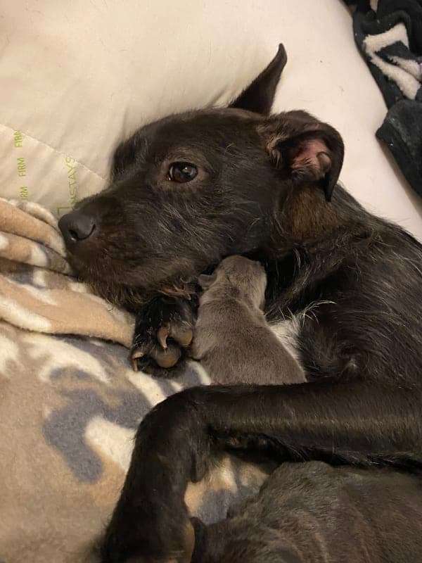 Willow photo 4