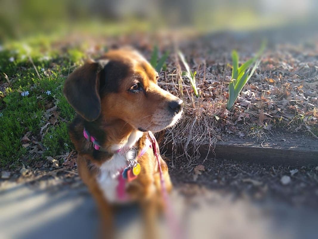 Lucy Dog