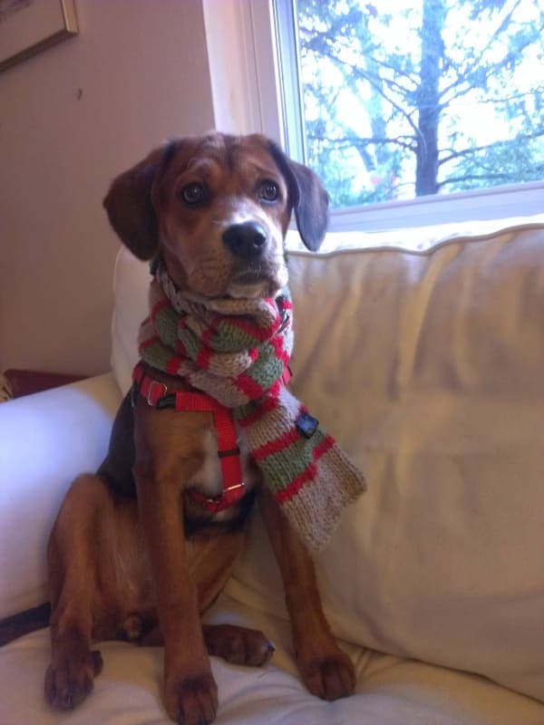 Lucy Dog photo 2