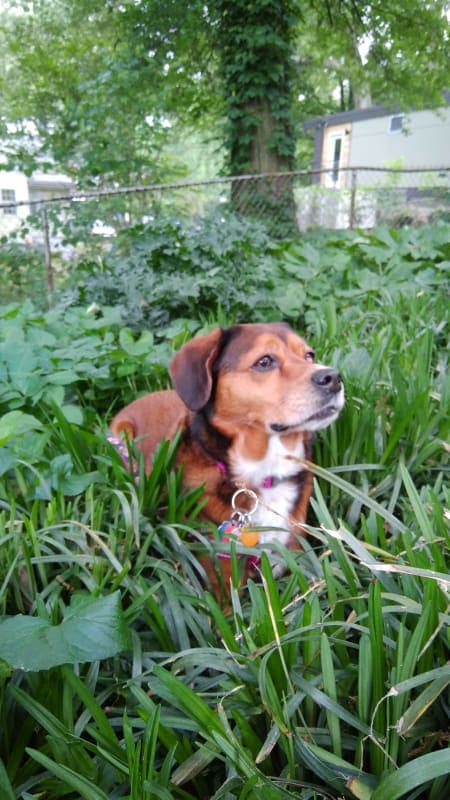 Lucy Dog photo 3