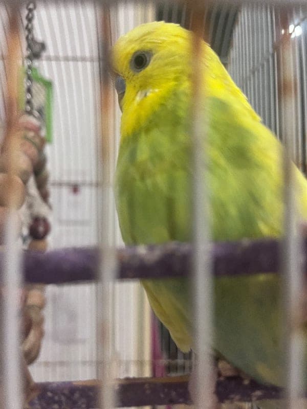 Sonny