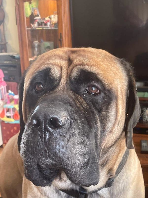 Seamus