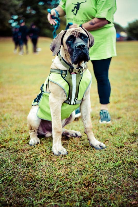 Seamus photo 3