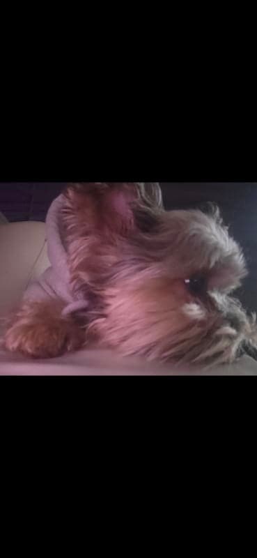 Milo photo 3