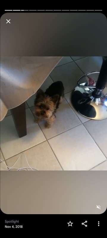 Milo photo 7