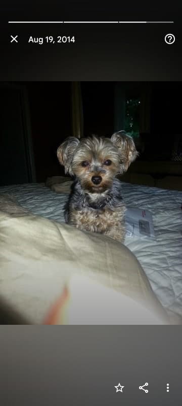 Milo photo 9