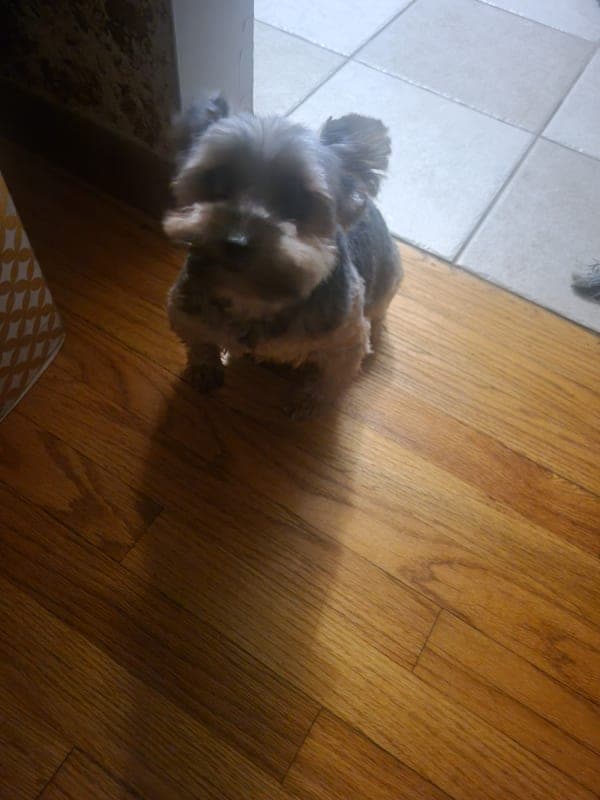 Milo photo 10