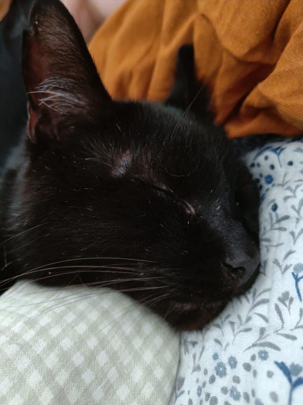 Lugus photo 3