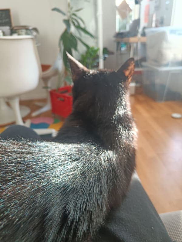 Lugus photo 4
