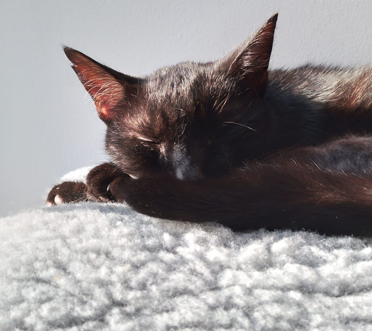 Lugus photo 5