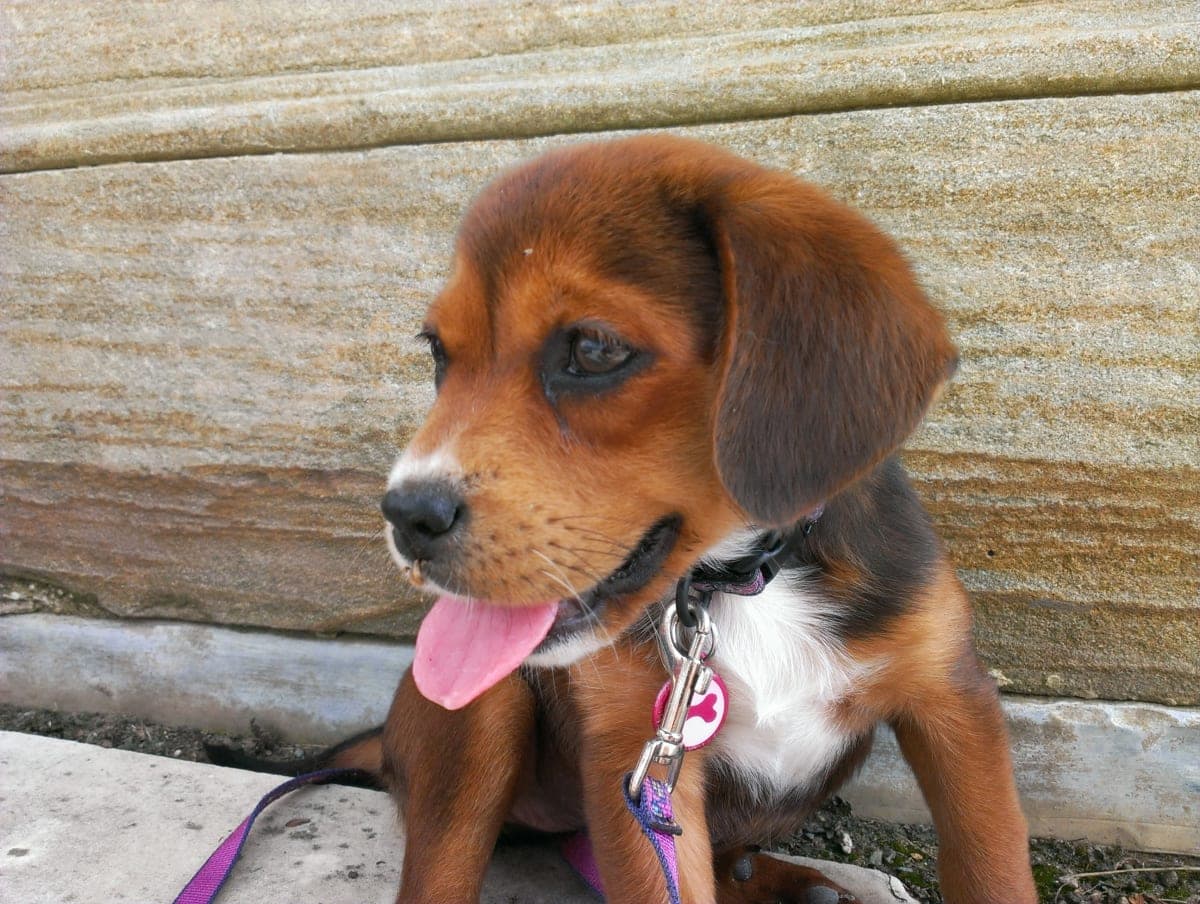 Lucy Dog photo 4