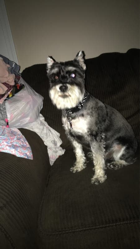 Blackie photo 2
