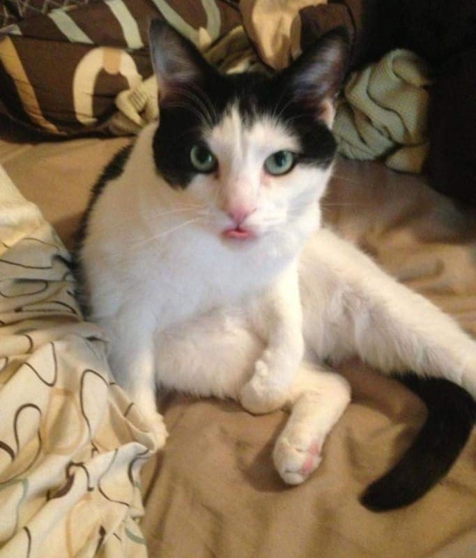 Kitty