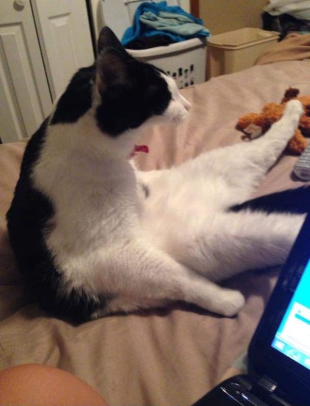 Kitty photo 2
