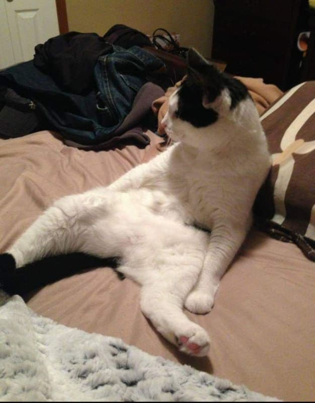 Kitty photo 3