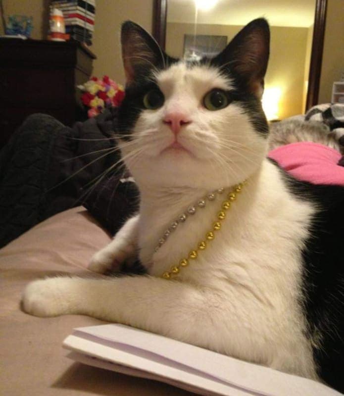 Kitty photo 6