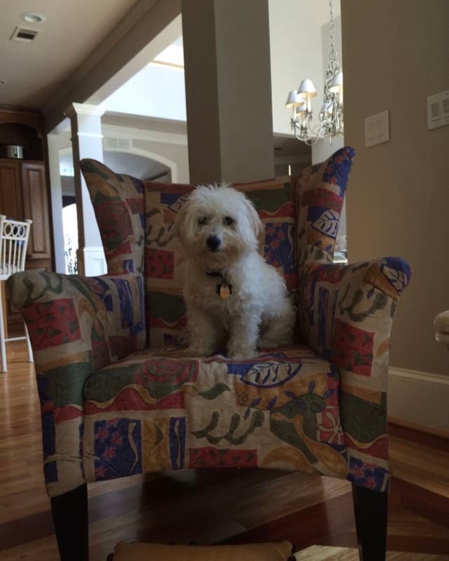 Simba photo 4