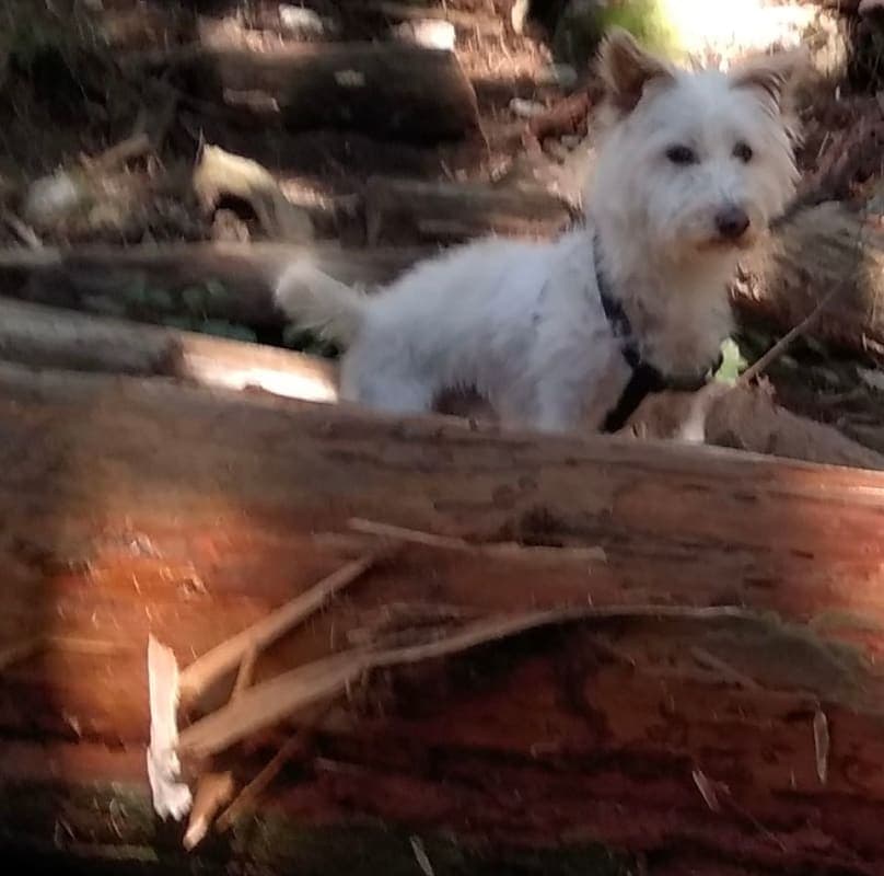 Little Q photo 3