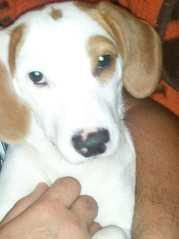 Hunter photo 3