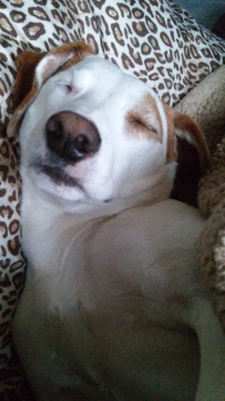 Hunter photo 8