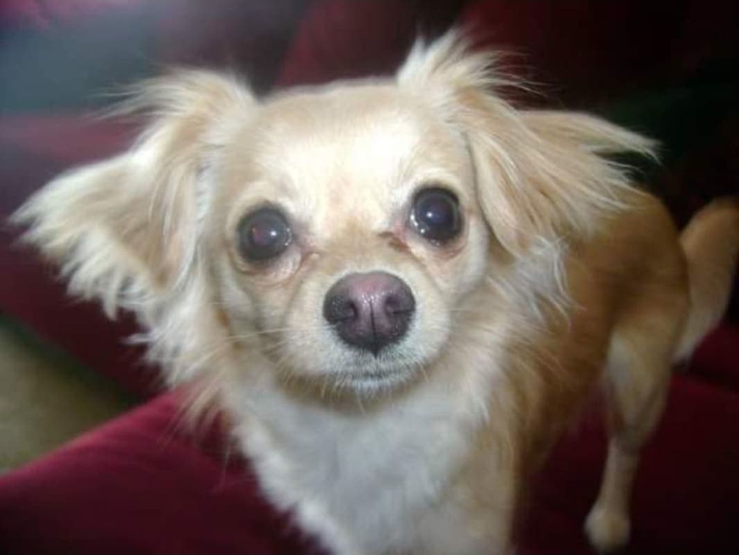 Pixie