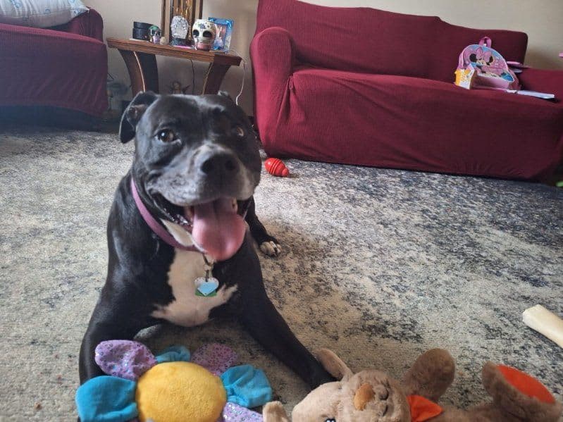 Lexi