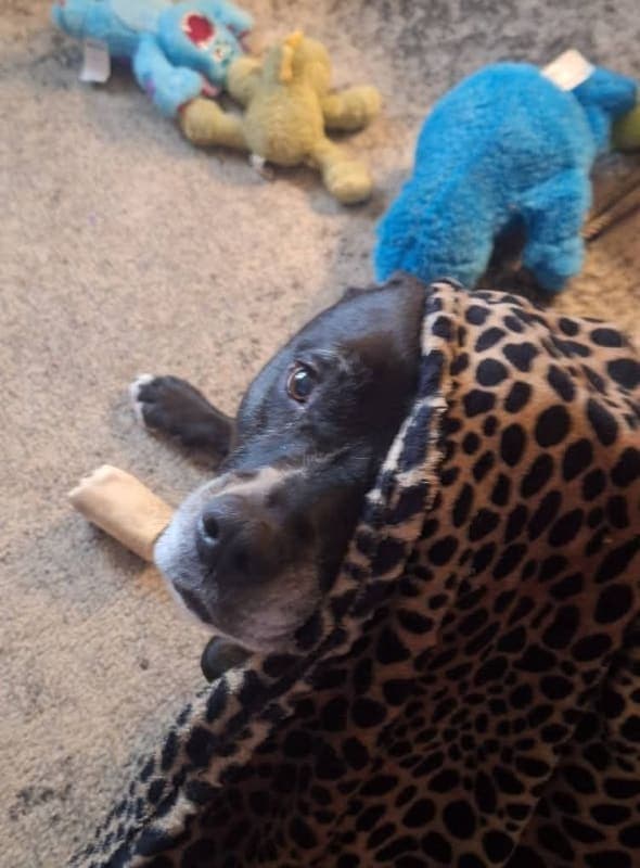 Lexi photo 4