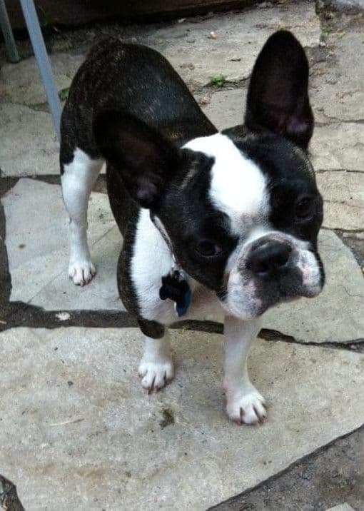 Pongo