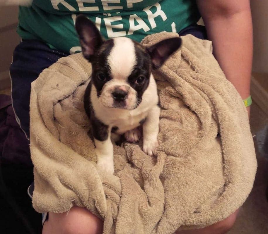 Pongo photo 2