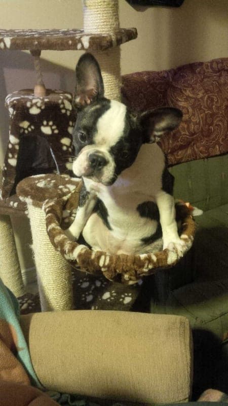 Pongo photo 3