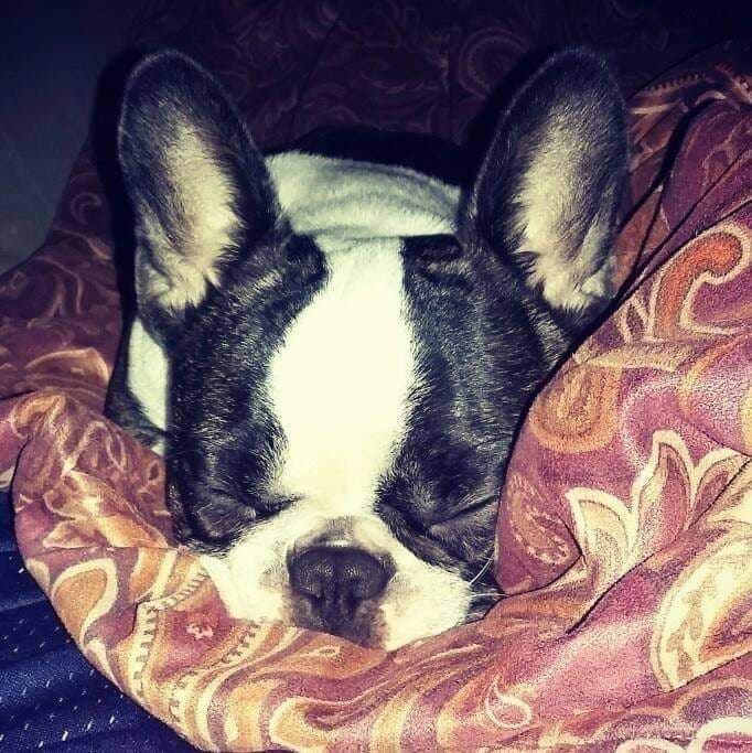 Pongo photo 4
