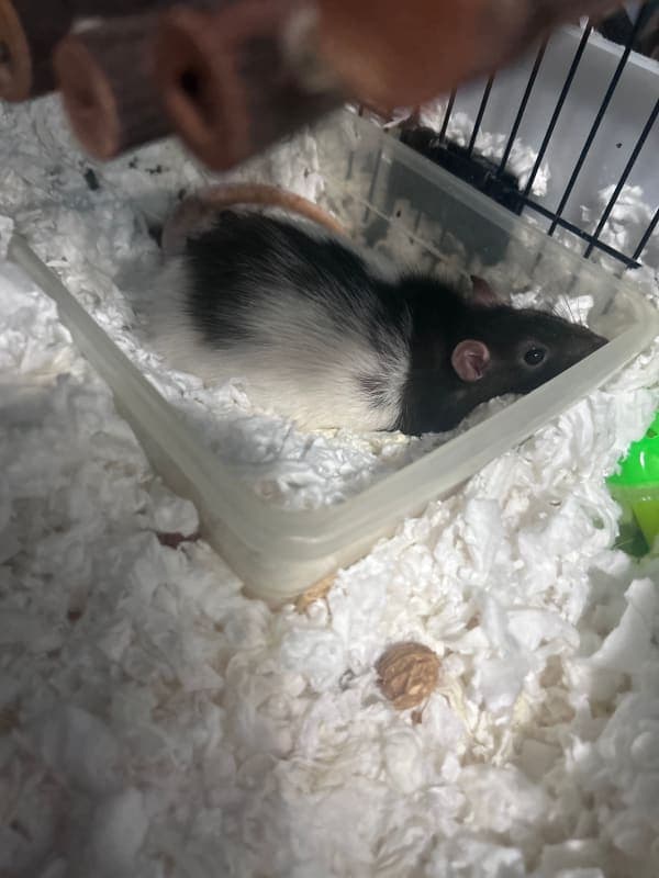 Pepper