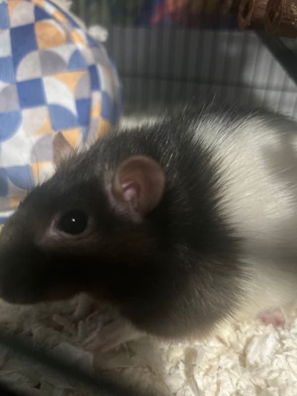 Pepper photo 2