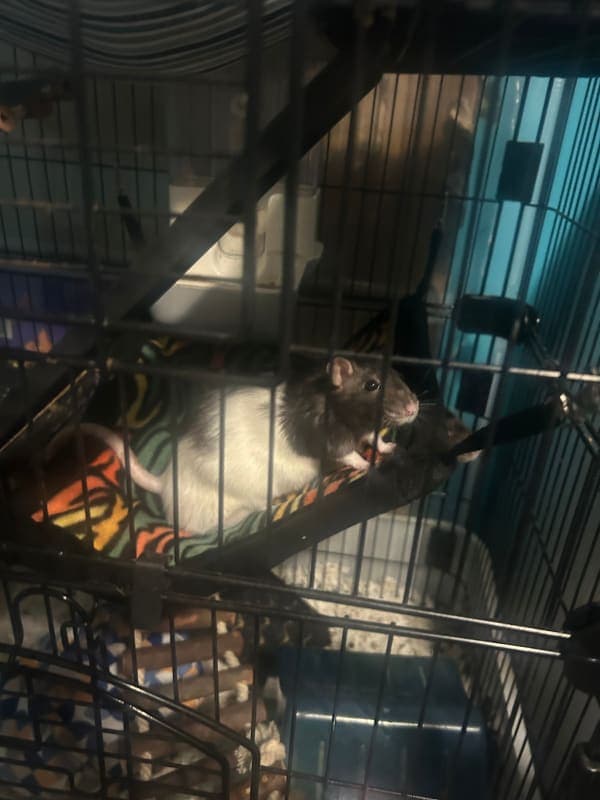 Pepper photo 3