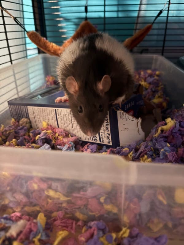 Pepper photo 6